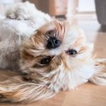 Hundeglück erfreut den Mensch, energetischer Lichtkreis Foto:Pixabay Gruppenenergiearbeit mit dir und deinem Hund
