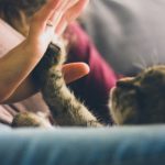 Glückliche Katze, glücklicher Mensch Foto:Pixabay Glückliche Katze, glücklicher Mensch Foto:Pixabay